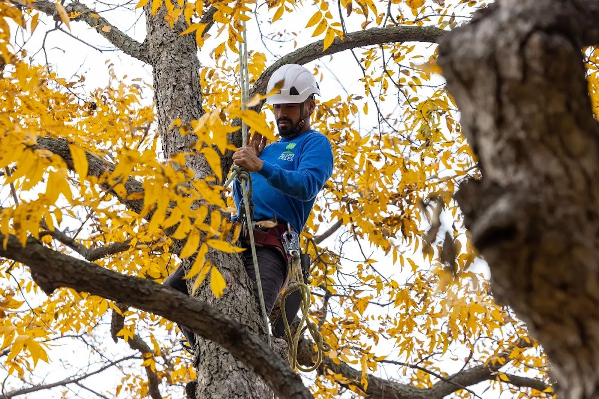 Skilled Tree Planing crew working in Willcox